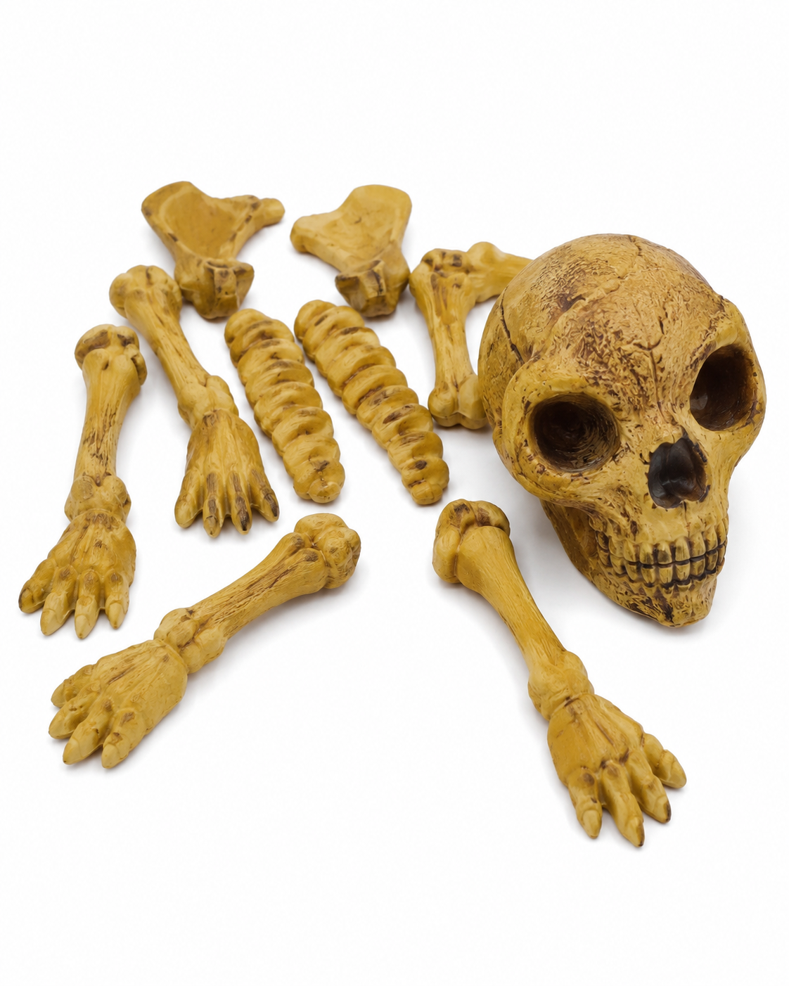 Skelett-Knochenset im Netz-Halloween Deko-Set mit Schädel und Knochen